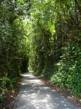 Thick foliage forms a tunnel of trees in the forest Foto stock
