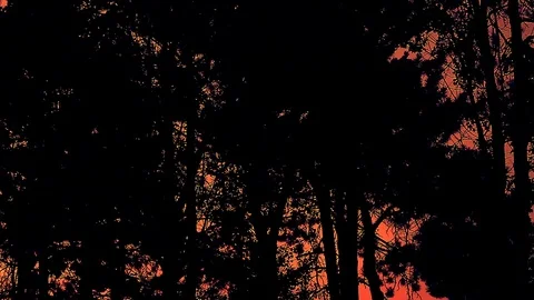 Thick Forest to Bridge Sunset Pan Stock Footage