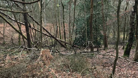 Thick forest in England on a cloudy day Stock Footage 125780814