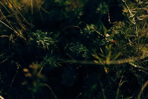 Thick forest flowers in deep shadow Stock Photos