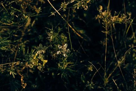 Thick forest flowers in deep shadow Stock Photos
