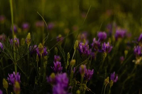 Thick forest flowers in deep shadow Stock Photos
