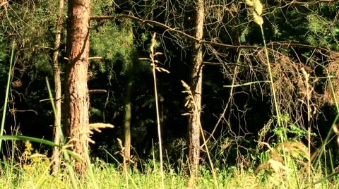 Thick of the forest Stock Footage 716420