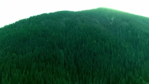 Thick forest with green hill trees, small mountain Stock Footage 321769022