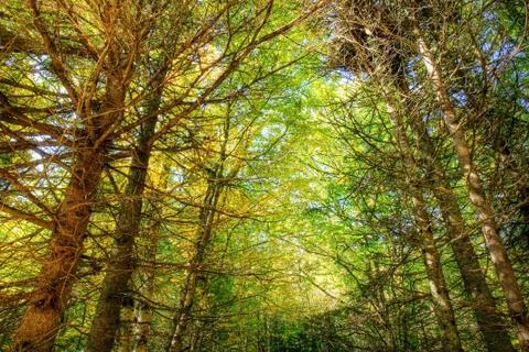Thick forest hdr Stock Photos