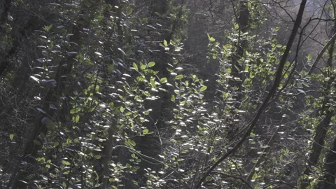 Thick forest in light, 4K, DNxHR Video stock 152530815