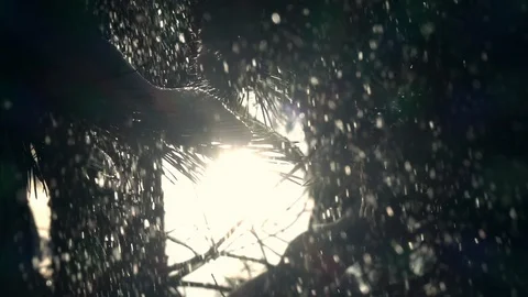 Thick forest, low sun and snowfall, sparkling on dark background in slow motion Stock Footage 86429224