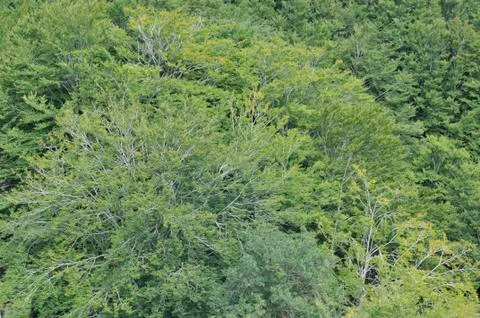 Thick forest Stock Photos