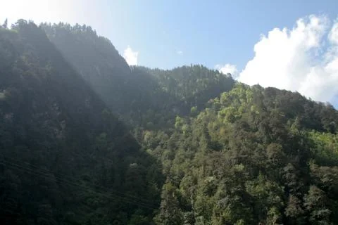 Thick Forest Stock Photos