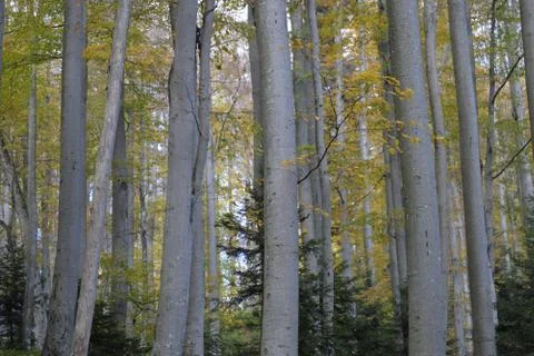 Thick forest Stock Photos
