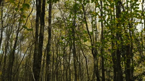Thick forest scene background during autumn with tall thin trees Video stock 142800412