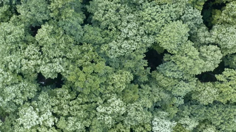 Thick forest shot from the sky by a drone Stockbeeldmateriaal 131094974