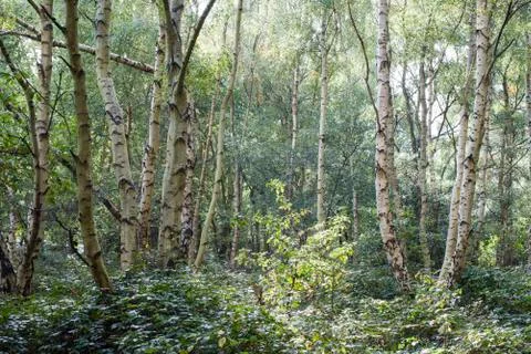 Thick forest with silver birch Stock Photos