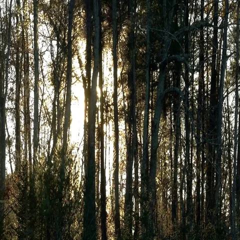Thick Forest at Sunset Stock Footage 69667434