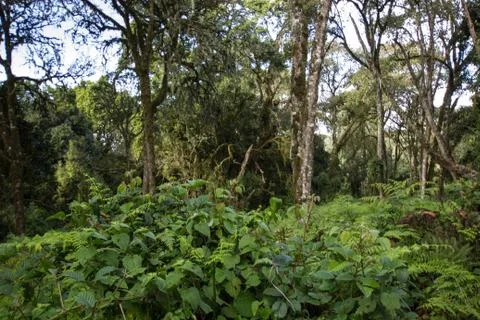 Thick forest with thick shrubbery somewhere in Africa Stock Photos