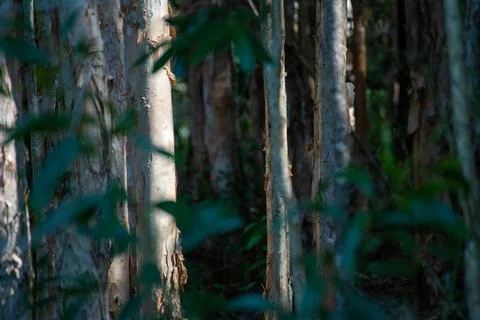 Thick Forest of Trees Foto stock