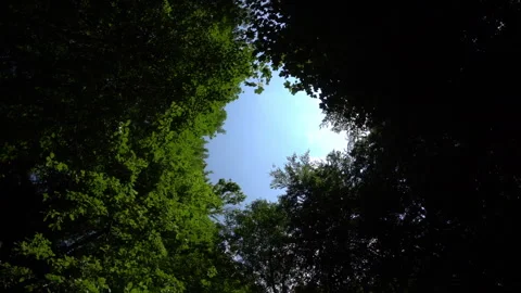 Thick Forest Trees with Rotating Camera Movement 動画素材 311730432