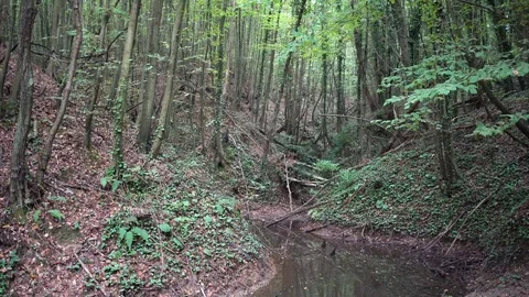 Thick forest with water spring in fall Stock Footage 97718659