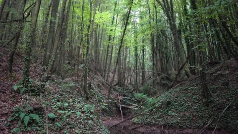 Thick forest with water spring in fall Stock Footage 97718889
