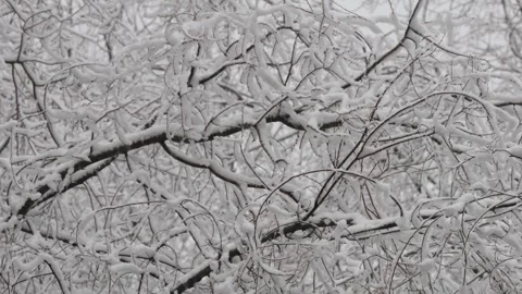 Thick fresh snow covering intricate tree branches Stock Footage 328220186