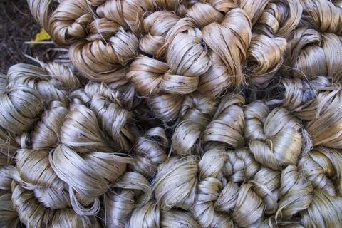 Thick Golden bundle of raw jute fiber Pattern Texture Stock Photos