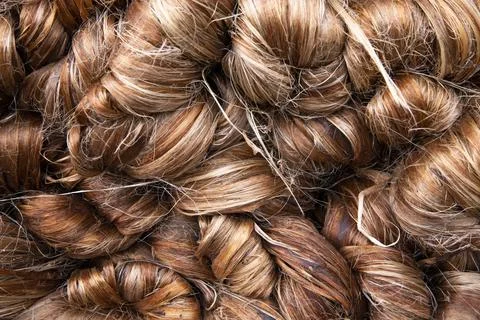 Thick Golden bundle of Wet raw jute fiber Texture Background Stock Photos
