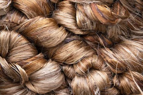 Thick Golden bundle of Wet raw jute fiber Texture Background Stock Photos