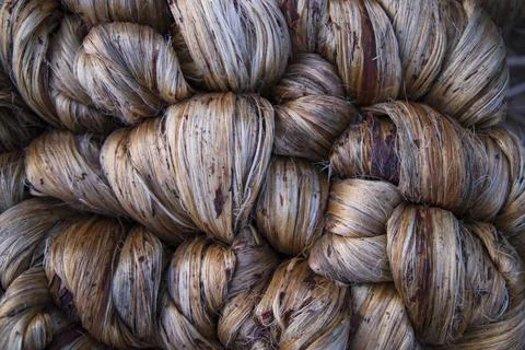 Thick Golden bundle of Wet raw jute fiber Texture Background Stock Photos