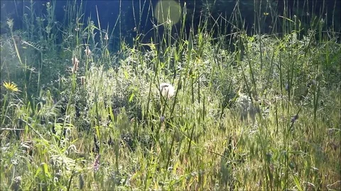 Thick grass in front of a forest with patches of morning sunlight Stock Footage 77587901