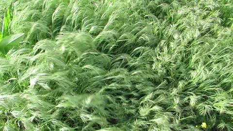 Thick grass sways in the wind Video stock 130478843