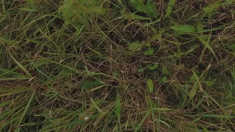 Thick Grass Top View  Copter Shooting Stock Footage 69859490
