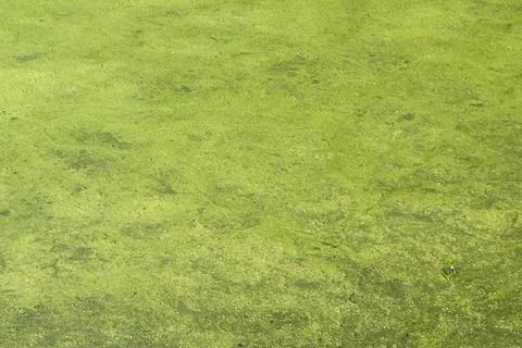 Thick green algae completely covers water in stream Foto stock