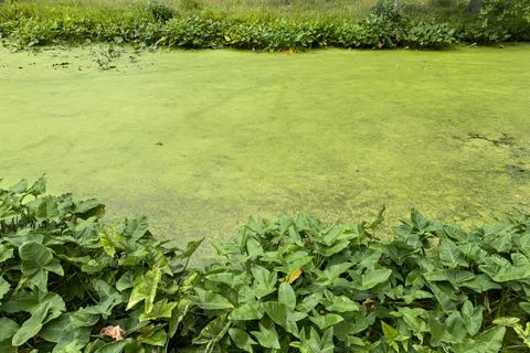Thick green algae covers water in stream Фото