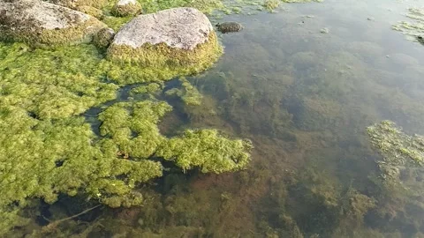 Thick green algae floating near rocks in shallow river water Stock Footage 346765859