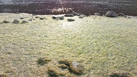 Thick green algae floating near rocks in shallow river water under sunlight Stock Footage 346766006