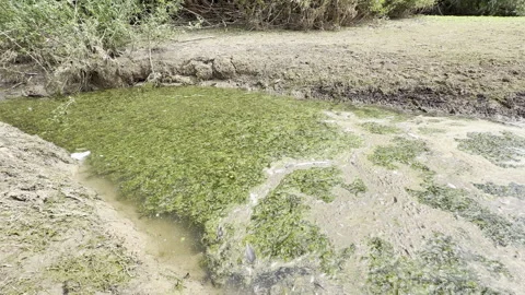 Thick green algae in muddy stream detail Stock Footage 341829617