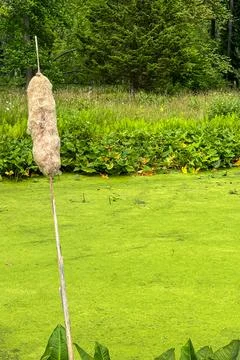 Thick green algae overwhelms a stream Foto stock