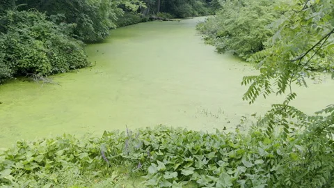Thick green algae slime blankets water in river Stock Footage 329129323