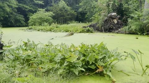 Thick green algae slime stagnates in river water Stock Footage 329129325