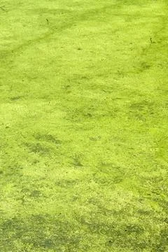 Thick green algae totally clogs a stream Stock Photos