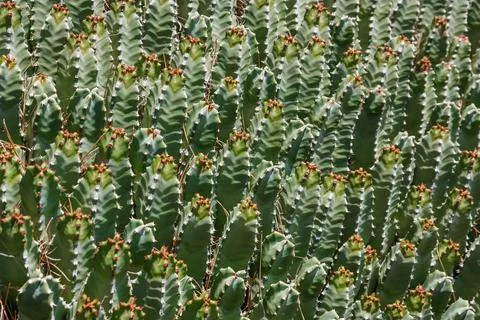 Thick green background of cacti Stock Photos