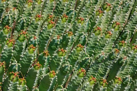 Thick green background of cacti Stock Photos