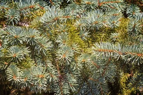 The thick green branches of the spruce. Stock Photos