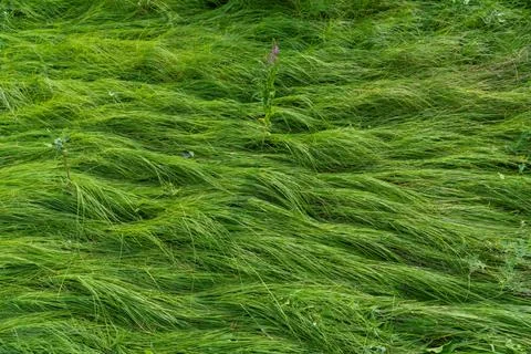 A thick green carpet of grass. Vector illustration Stock Photos