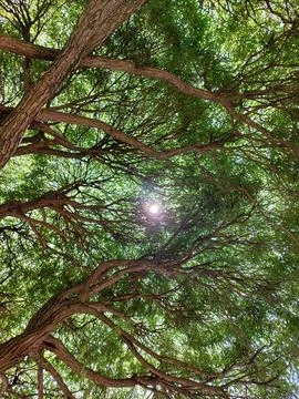 Thick green crown of the willow tree. Bottom view. Penetrating rays of the sun Stock Photos