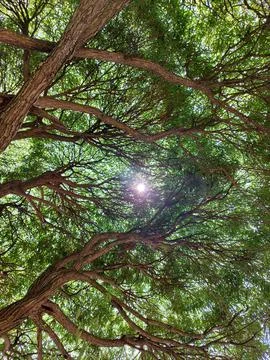Thick green crown of the willow tree. Bottom view. Penetrating rays of the sun Stock-Fotos