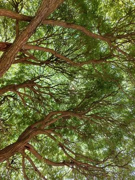 Thick green crown of the willow tree. Bottom view. Penetrating rays of the sun Stock Photos