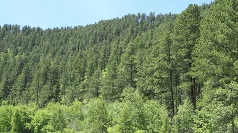 Thick Green Forest Stock Footage 11268383