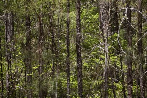 Thick Green Forest Stock Photos