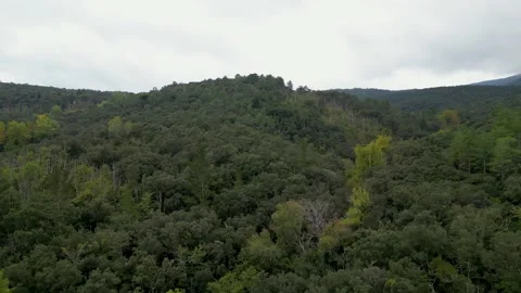 Thick green forest spreading over gentle hill landscapes Stock Footage 321945677